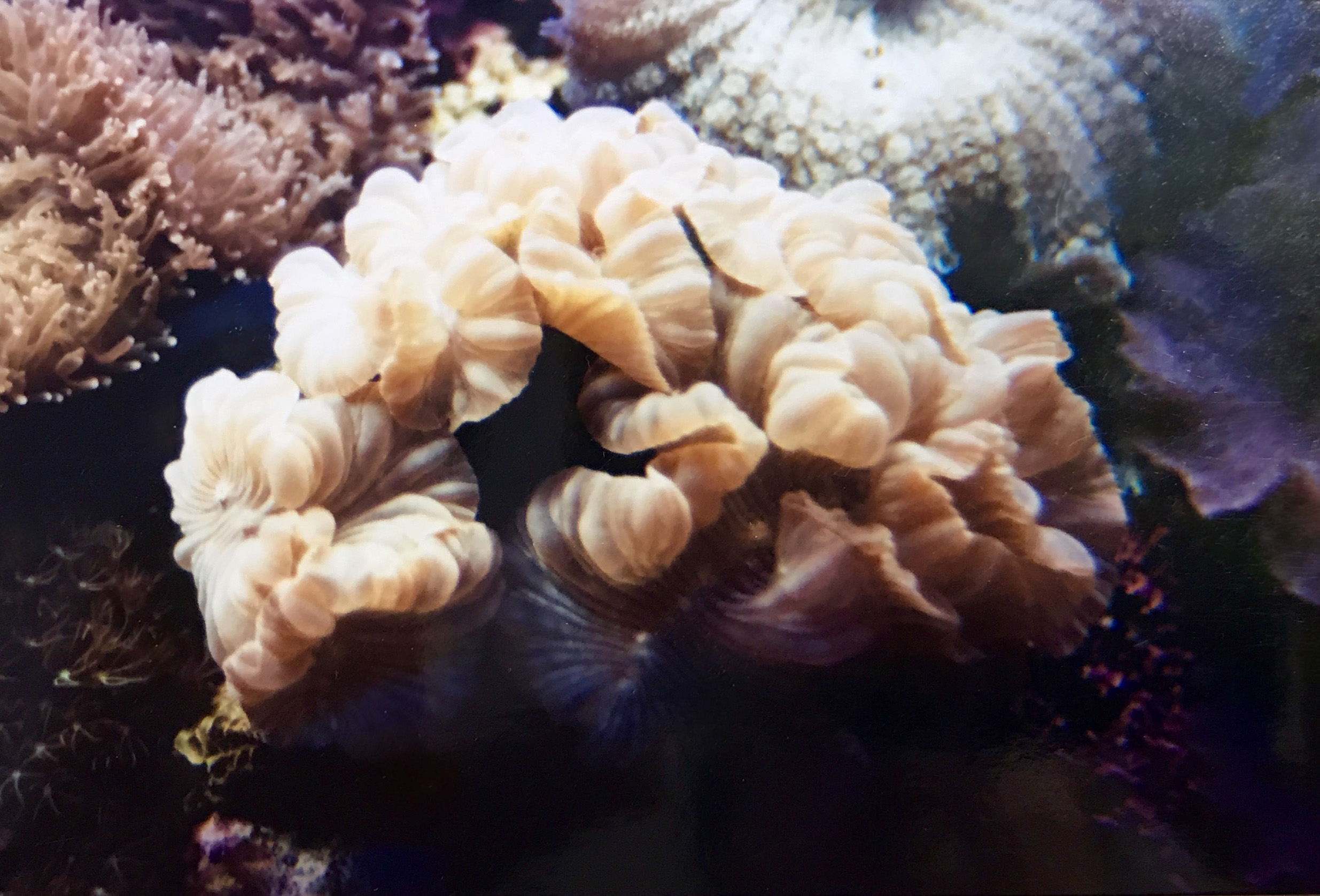 chrishoward-reefAquarium1993-4