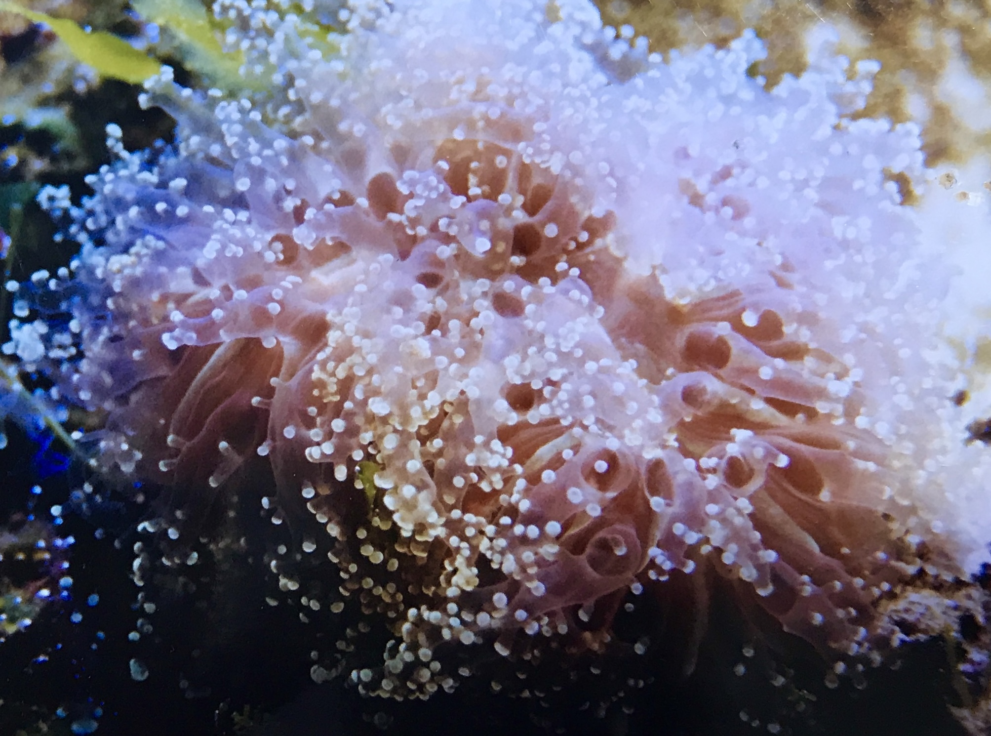 chrishoward-reefAquarium1993-2