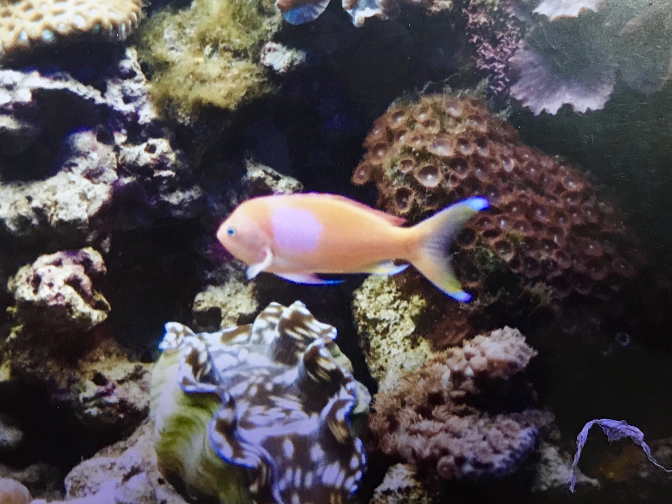 chrishoward-reefAquarium1993-4